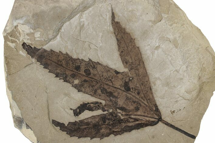 Fossil Sycamore (Macginitiea) Leaf - Green River Formation, Utah #356084